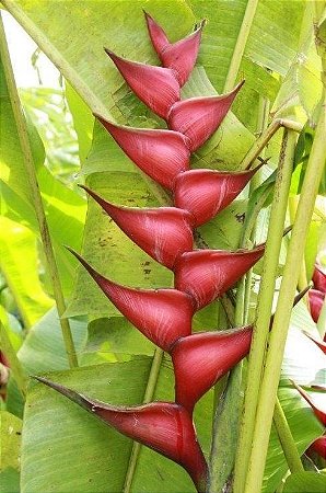 Heliconia Caribaea High - Haste floral ascendente