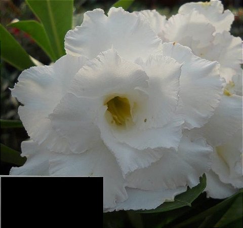 Rosa do Deserto Branca flor tripla Enxertada