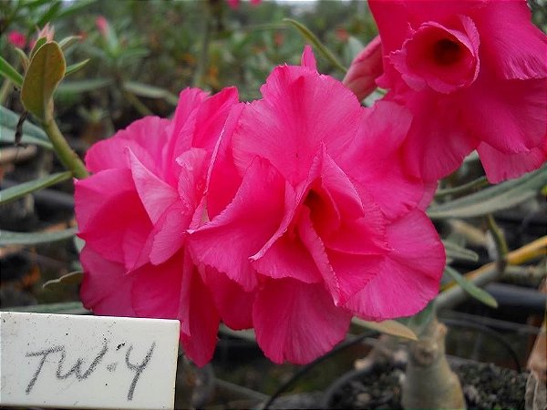 Rosa Do Deserto Cor Rosa Pink Tw 4 Flor Dobrada Enxertada Jardim Exotico O Maior Portal De Mudas Do Brasil