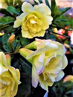Rosa do Deserto Amarela Perm flor tripla Enxertada