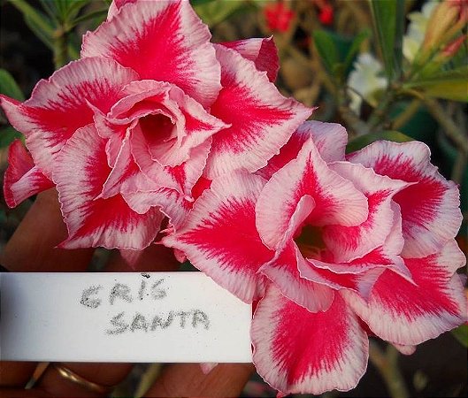 Rosa do Deserto Cris Santa flor dobrada Enxertada