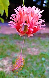 Hibisco Brinco de Princesa Salmão - Jardim Exótico - O maior portal de  mudas do Brasil.