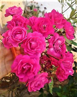 Rosa Sempre Flores cor Rosa