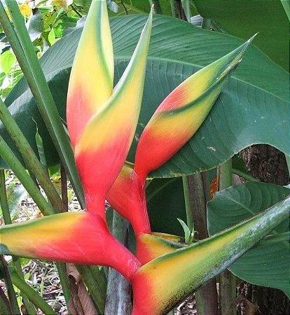 Heliconia Nappi Red - Haste floral ascendente