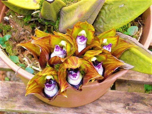 Orquídea Bifrenaria Tetragona - Muda