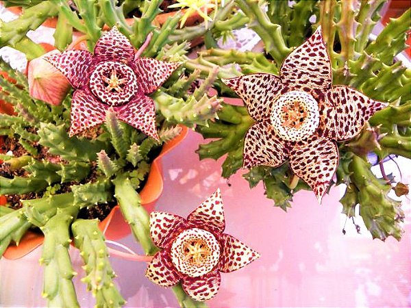 Cacto orbea variegata ou Flor Estrela ou Estrela-do-mar - Jardim Exótico -  O maior portal de plantas e produtos naturais do Brasil.