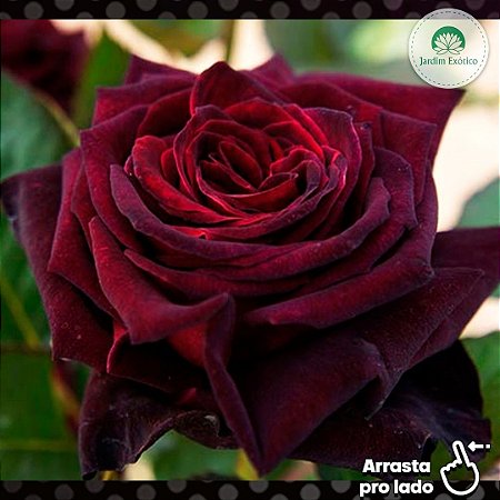 Rosa Negra Natural - Rara - Mudas Enxertada - Jardim Exótico - O maior  portal de plantas e produtos naturais do Brasil.