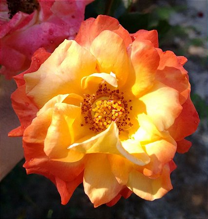 Rosa Sol Tricolor - Enxertada