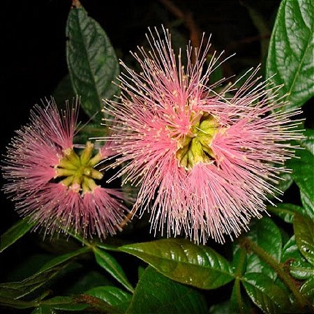 Inga Anão de Flores Róseas e Frutas Saborosas