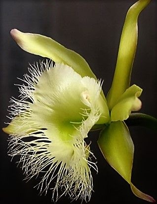 Orquídea Rhyncholaelia digbyana - Jardim Exótico - O maior portal de  plantas e produtos naturais do Brasil.