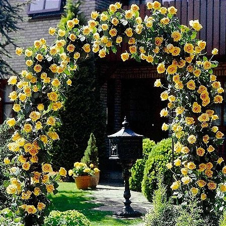 Rosa Trepadeira Amarelo Golden de Flores GRANDES