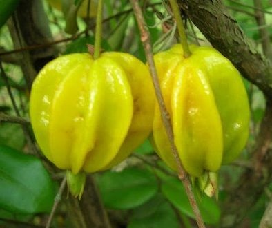 Pitanga Gigante ou Pitangatuba Amarela - Planta Adulta Já Produz - Ótima p/ Vasos