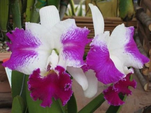 Orquídea Cattleya LC White Spark Love Crystal - Jardim Exótico - O maior  portal de plantas e produtos naturais do Brasil.