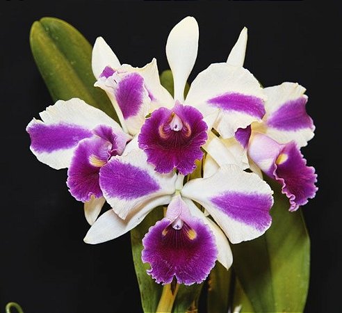 Orquídea Cattleya LC Remo Prada Crown