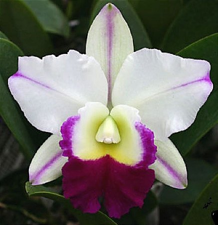 Orquídea Cattleya LC Mem Robert Strait