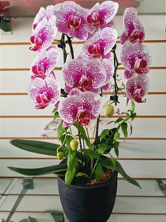 Orquídea Cascata Variada