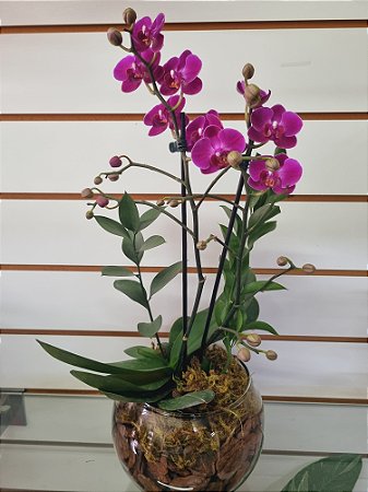 Mini Orquídea no Aquário