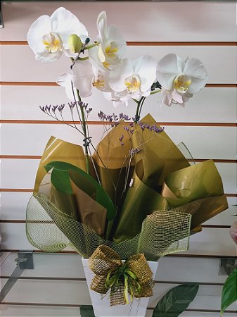Orquídea Phalaenopsis Branca no Cachepô
