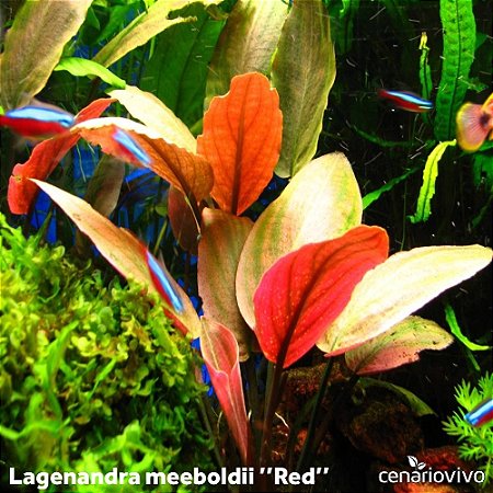Lagenandra meeboldii "Red"