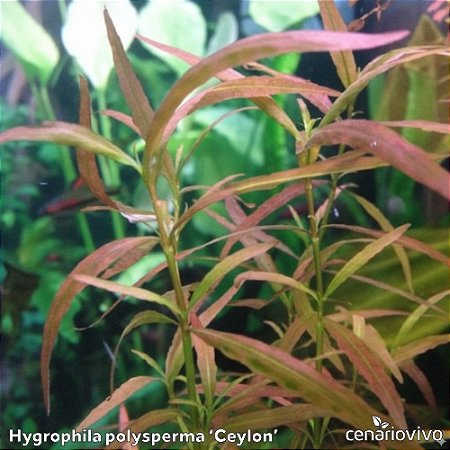 Hygrophila polysperma ‘Ceylon’
