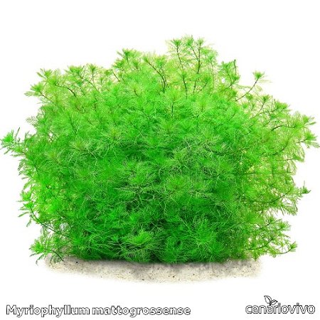 Myriophyllum matogrossense