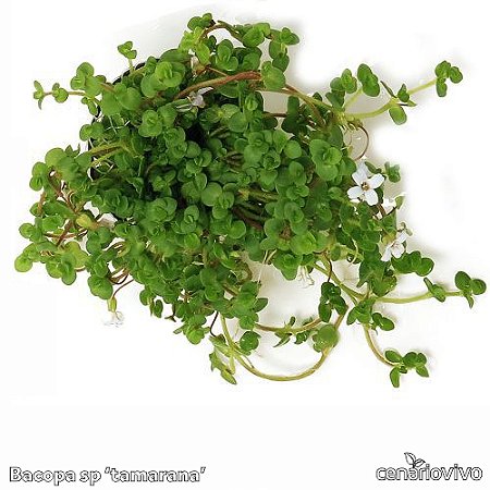 Bacopa sp 'tamarana'