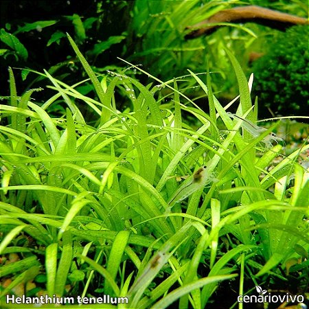 Echinodorus / Helanthium tenellum