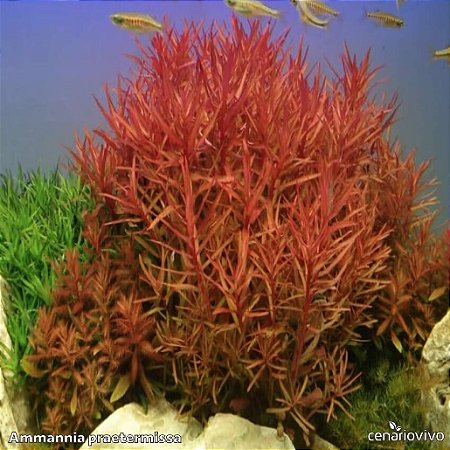 Ammannia praetermissa (Nesaea sp red)