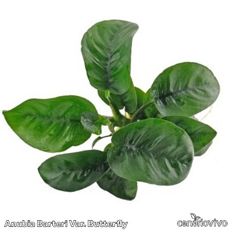 Anubia Barteri Var. Butterfly
