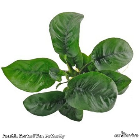 Anubia Barteri Var. Butterfly