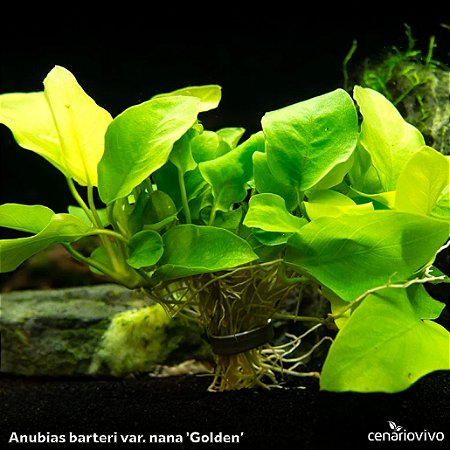 Anubias barteri var. nana 'Golden'