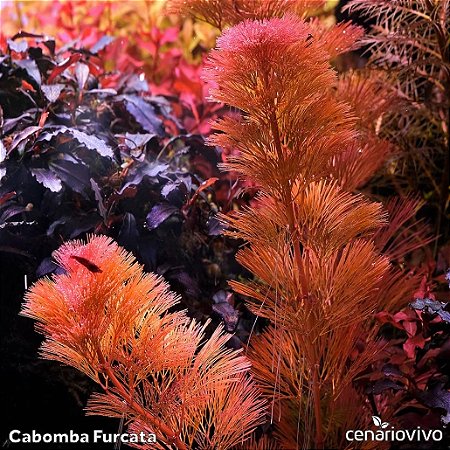 Cabomba Furcata