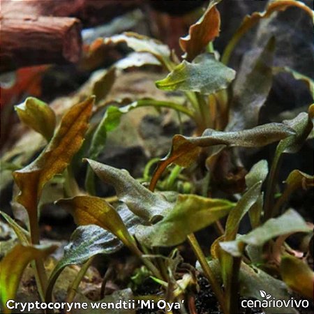 Cryptocoryne wendtii 'Mi Oya'