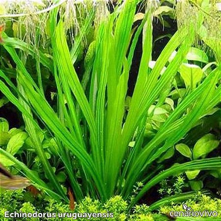 Echinodorus uruguayensis