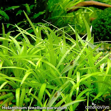 Helanthium tenellum parvulum