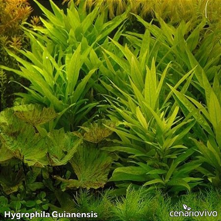 Hygrophila Guianensis