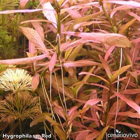 Hygrophila sp. Red