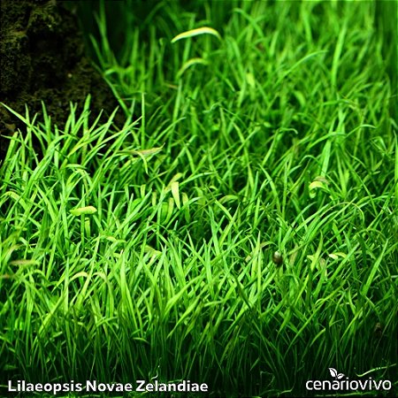 Lilaeopsis Novae Zelandiae