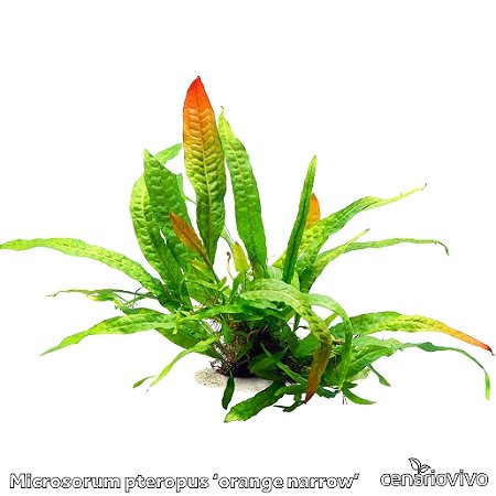 Microsorum pteropus 'orange narrow'