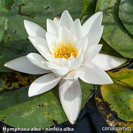 Nymphaea alba - ninféia flor branca