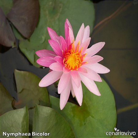 Nymphaea Bicolor