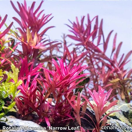 Rotala Macrandra ‘Narrow Leaf’