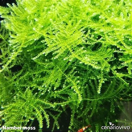Musgo Nambei Moss