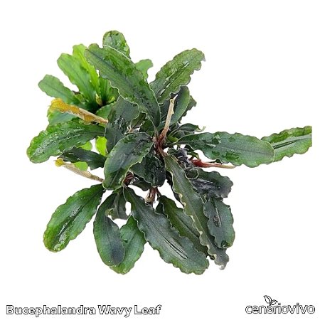Bucephalandra Wavy Leaf