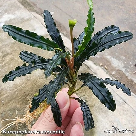 Bucephalandra crocodile