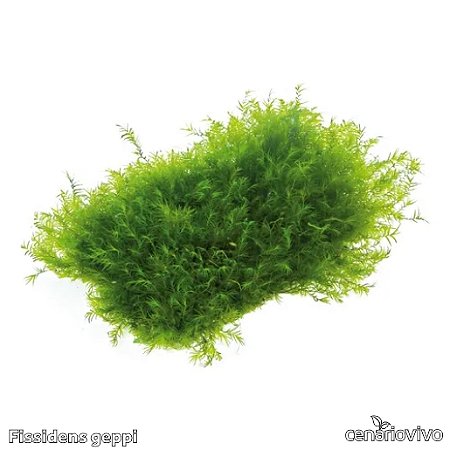 Fissidens geppi
