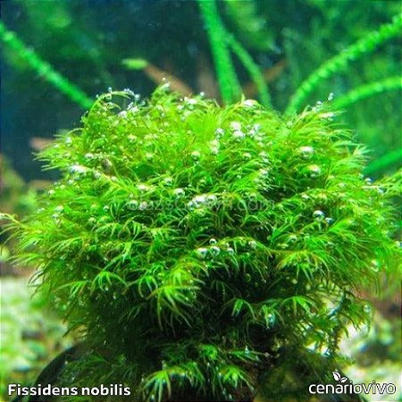 Fissidens nobilis