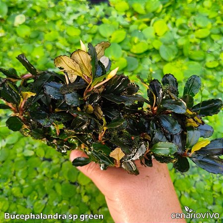Bucephalandra sp green