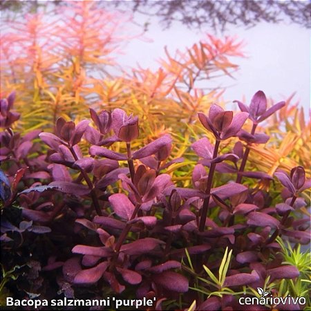 Bacopa salzmanni 'purple'