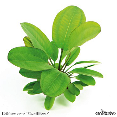 Echinodorus "Small Bear"